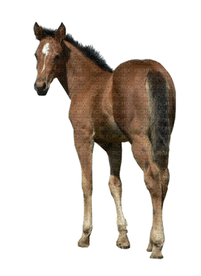 koń - zdarma png