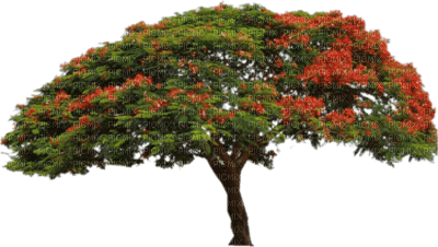 arbre - darmowe png