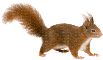 squirrel katrin - 免费PNG