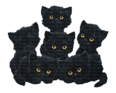 minou-black-cats-animated - Free animated GIF
