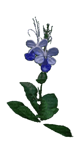цветы - 無料のアニメーション GIF
