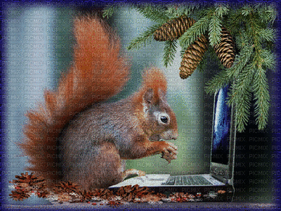 wiewiórka - Ingyenes animált GIF