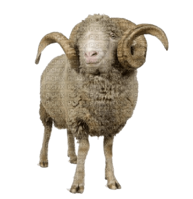 Kaz_Creations Sheep - 無料png