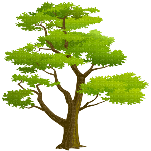 green tree - PNG gratuit