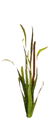 plants anastasia - Δωρεάν κινούμενο GIF