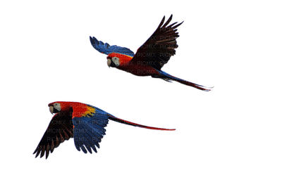lintu, bird - Free PNG
