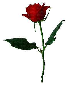 rose rouge.Cheyenne63 - Kostenlose animierte GIFs