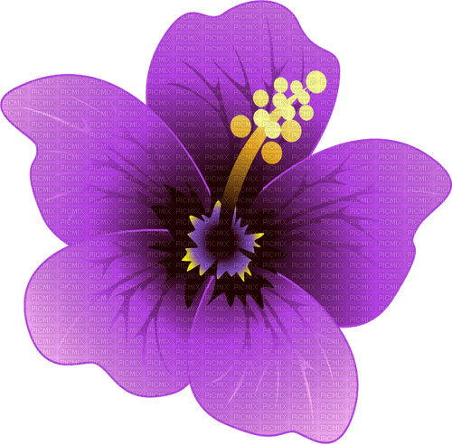 hibiscus Bb2 - Free PNG