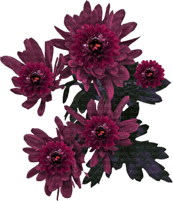 blommor-mörkrosa---flowers-dark pink - 無料png