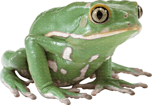 Kaz_Creations Frog - 無料png