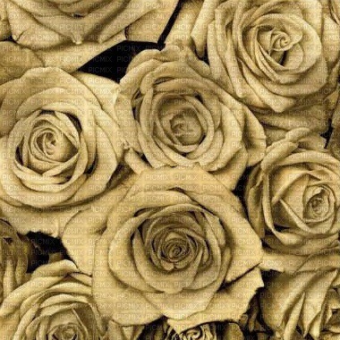 gold roses - zdarma png