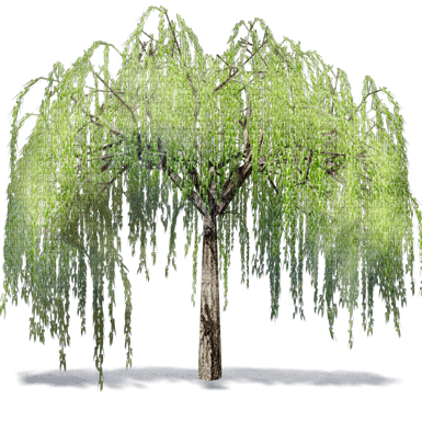 Tree - png gratis