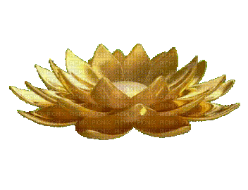 Lotus - GIF animado grátis