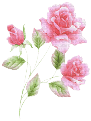 roses -c - darmowe png