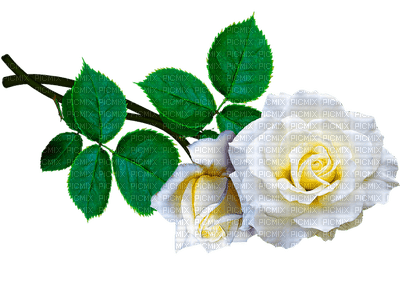 kukka, fleur, ruusu, rose, flower - zdarma png