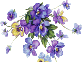 pansy flowers bp - Gratis animeret GIF
