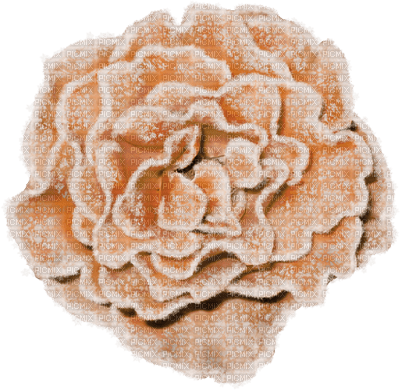 winter-rose-flower-beige-deco-minou52 - 無料png