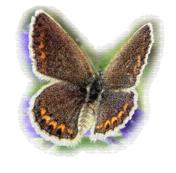papillon marron.Cheyenne63 - Ilmainen animoitu GIF