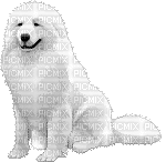 ani-dog-hund-cane - Zdarma animovaný GIF