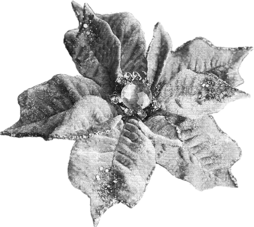 Christmas.Flower.Silver - Free PNG