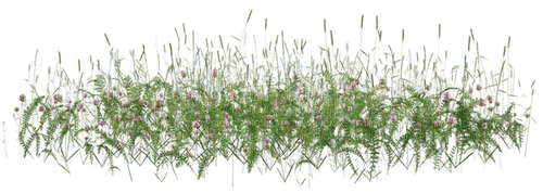 Grass.Wild flowers.Victoriabea - PNG gratuit