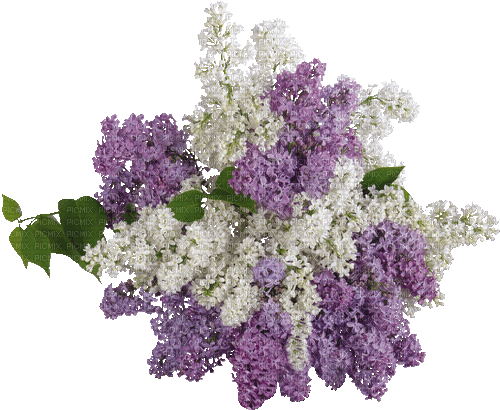 Lilac Bouquet - 免费动画 GIF