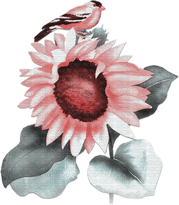 soave deco flowers sunflowers branch pink teal - 免费PNG