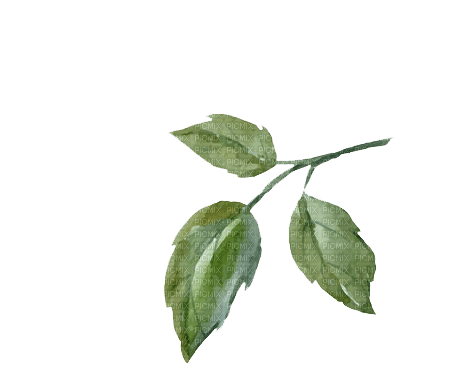 ✶ Plants {by Merishy} ✶ - png grátis