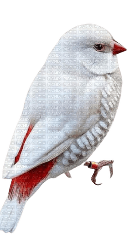 white bird - PNG gratuit