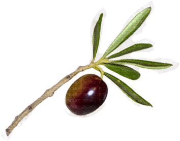 olives bp - ingyenes png