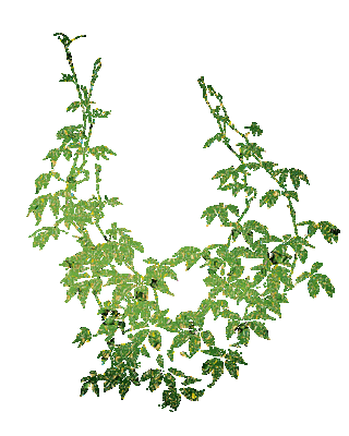 hojas  verdes gif dubravka4 - Бесплатни анимирани ГИФ