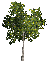 дерево. - GIF animasi gratis