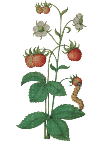 vintage strawberry plant - 無料png