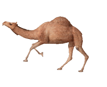 Running Camel - GIF animé gratuit