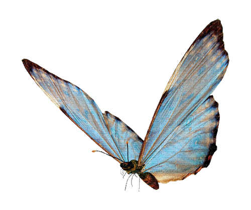 iridescent butterfly - Animovaný GIF zadarmo