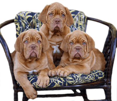 dog hund chien animal tube sofa furniture - бесплатно png