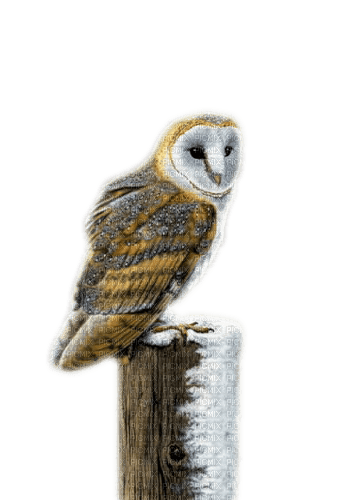 owl invierno  dubravka4 - PNG gratuit