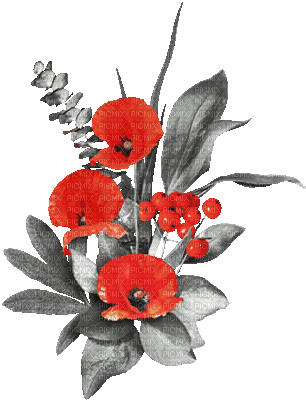 soave deco flowers branch animated poppy red - GIF animé gratuit