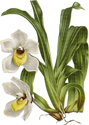 orchid - zdarma png