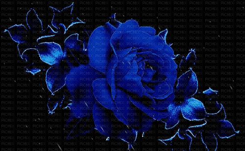MMarcia gif rosa azul  blue rose - GIF animé gratuit