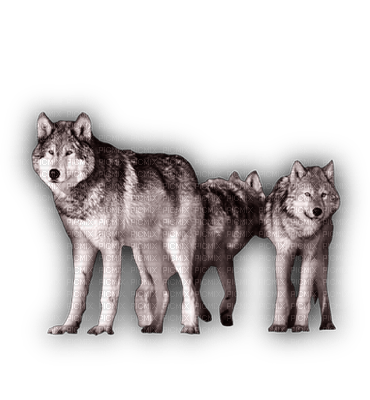 WOLF - zdarma png
