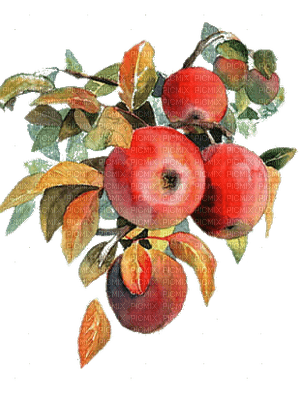 Apples - zdarma png