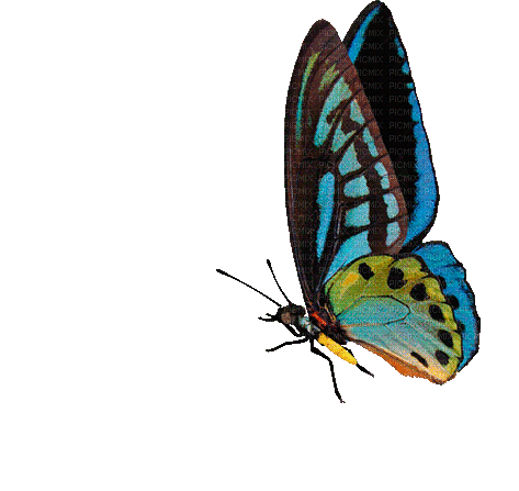 butterfly papillon schmetterling - GIF animado grátis