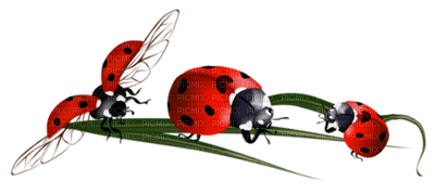 ladybug coccinelle - zadarmo png