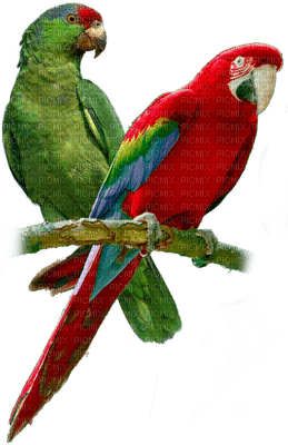 Parrot birds bp - png grátis