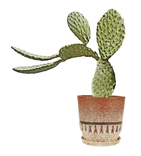 kikkapink plant cactus summer vase - ilmainen png