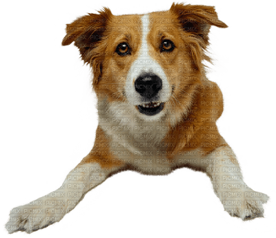 Kaz_Creations Dogs Dog Animals - ilmainen png