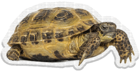 Turtle Tortoise - Gratis animeret GIF