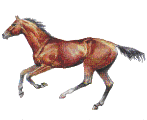 koń - Bezmaksas animēts GIF
