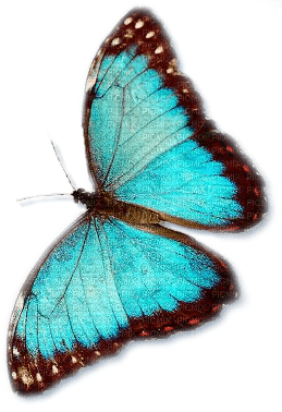 mariposa azul deco dubravka4 - png gratis